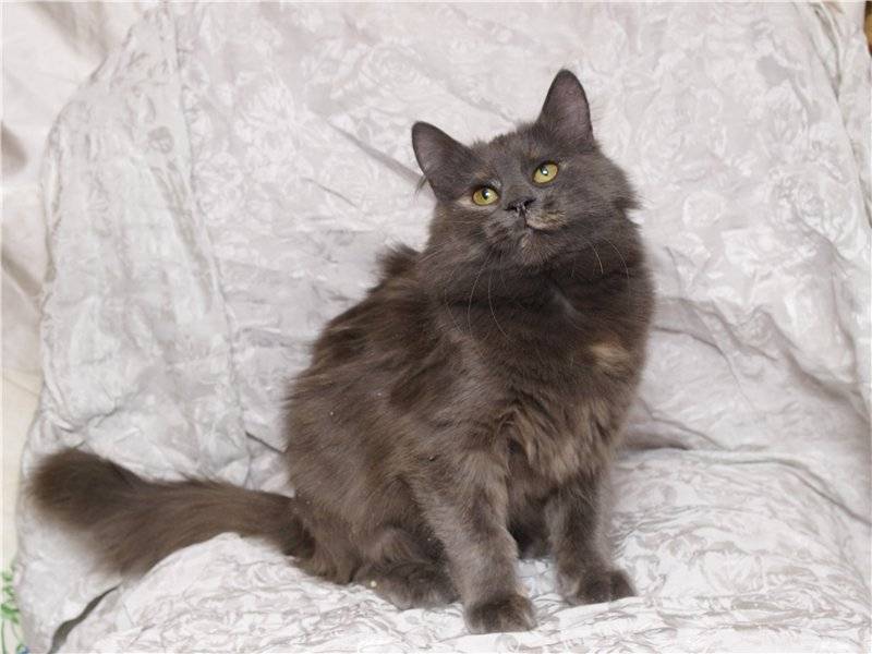 Нибелунг: фото кошки, описание породы, характер и повадки, отзывы