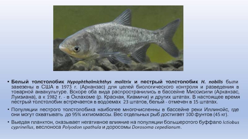 Что за рыба толстолобик: описание, образ жизни, как поймать, чем питается, костлявая или нет, морская или речная
