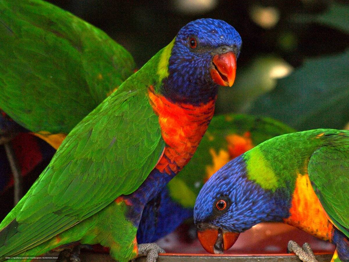 Многоцветный попугай лорикет: фото, описание, образ жизни и среда обитания