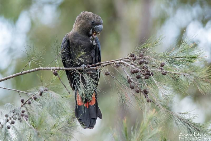 Попугай какаду: особенности содержания и ухода в домашних условиях