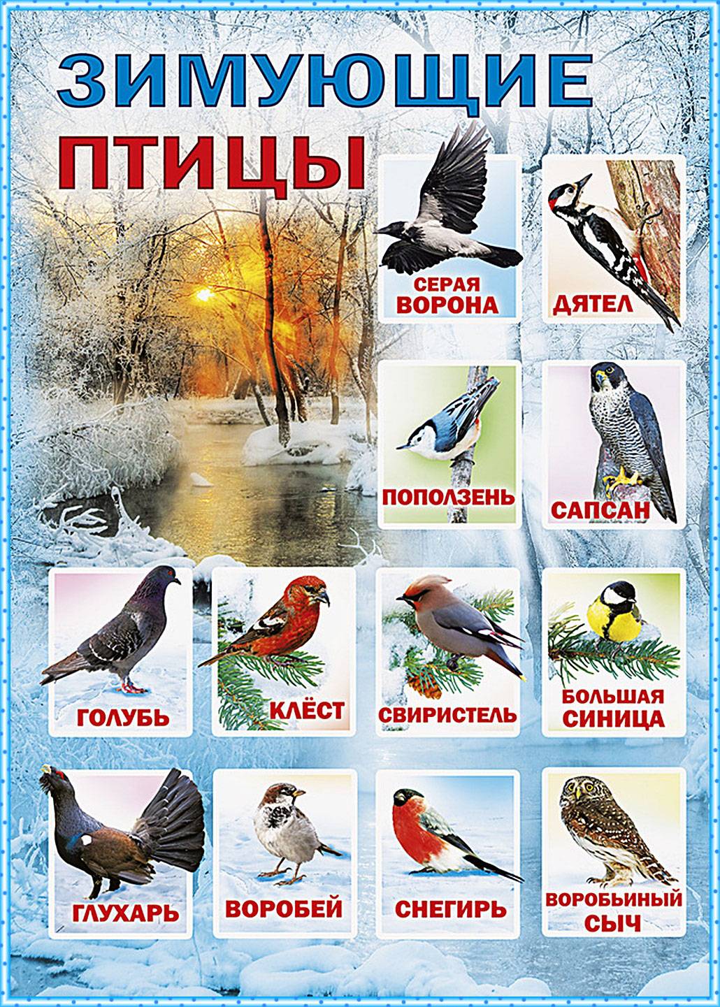 Какие птицы зимуют в нижегородской области