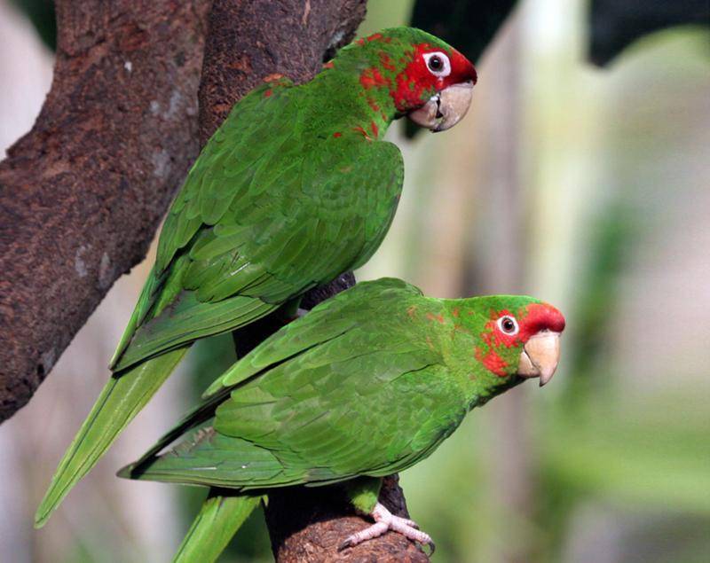 Волнистые попугаи (лат. melopsittacus undulatus), фотографии волнистых попугаев