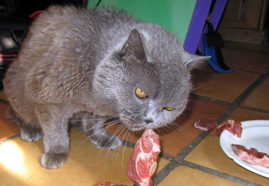 Кошка ест мышей – вредно или полезно? - совет*off