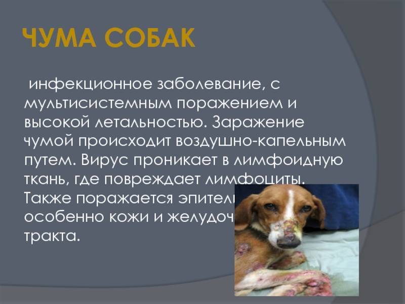 Болезни собак: симптомы и лечение | нпк "скифф"