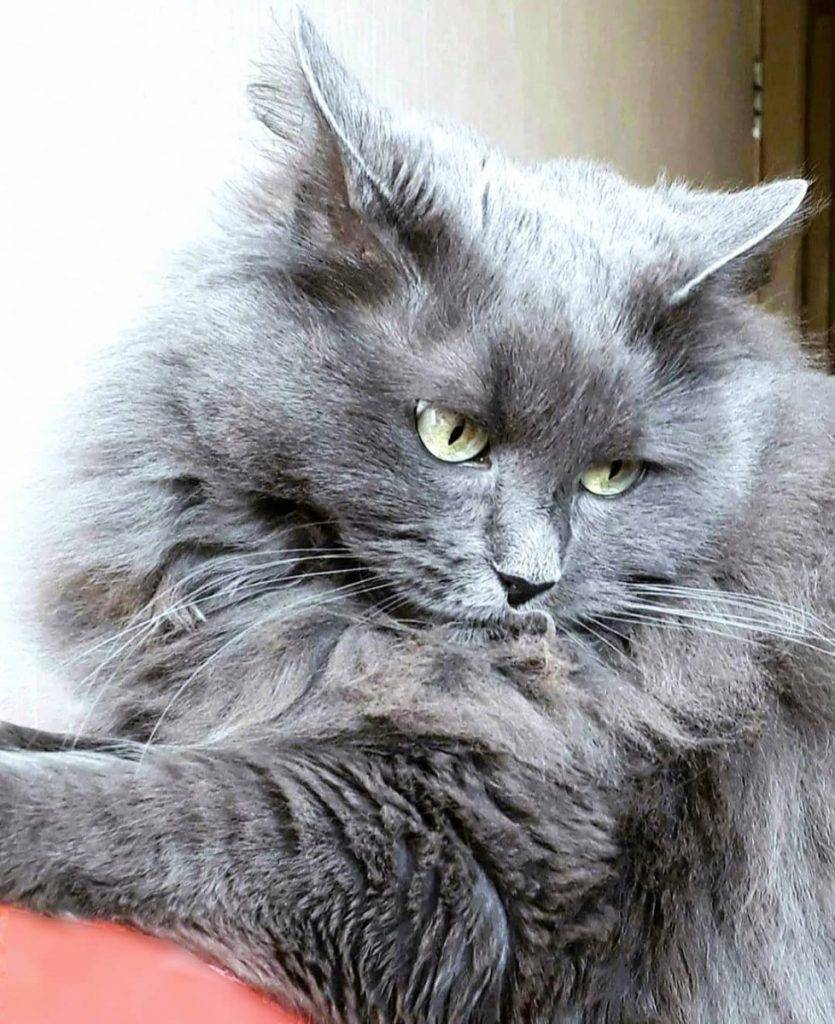 Порода кошек нибелунг: 125 фото, описание внешности и стандарты породы