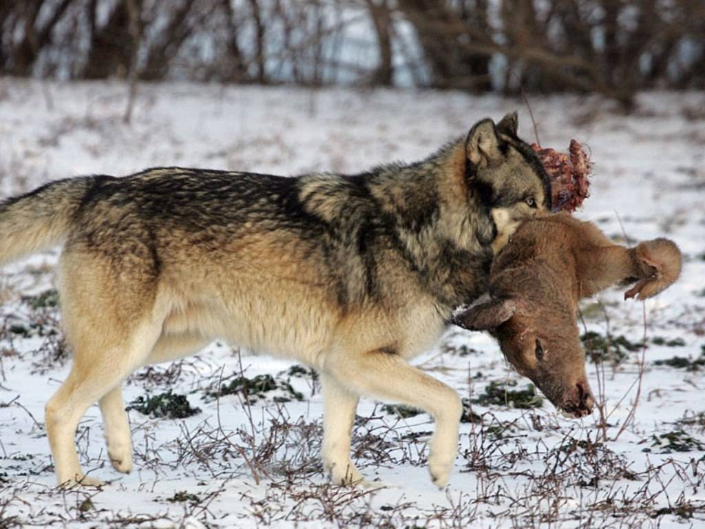 Охота на волков: способы и секреты охоты на волка, фото, видео