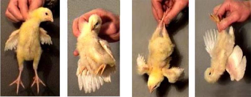 Как определить по яйцу: петух или курица, как узнать пол цыпленка