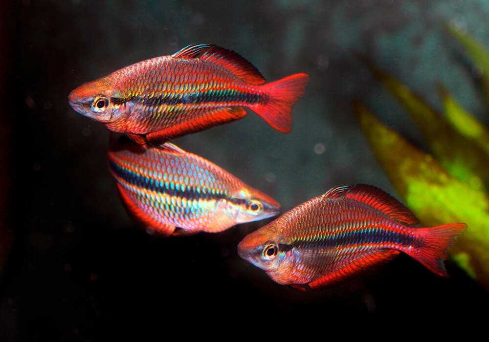 Радужные рыбки (радужницы, меланотения): описание, содержание, уход, виды, совместимость, размножение (разведение) в аквариуме