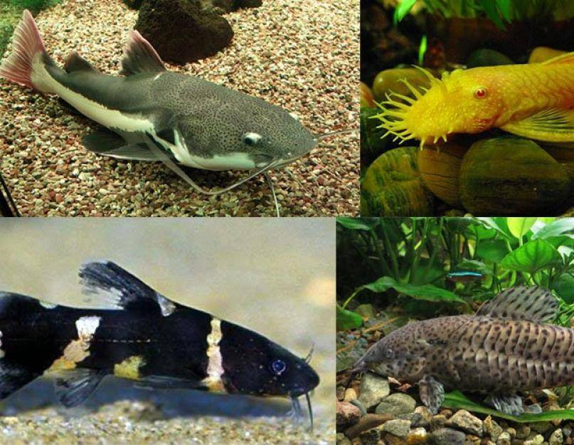 Виды сомиков и особенности их содержания в аквариумных условиях