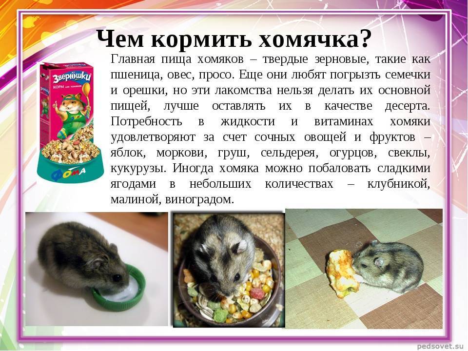 Натуральные корма для собак: рецепты + список разрешенных и запрещенных продуктов, готовые рецепты и список ингредиентов