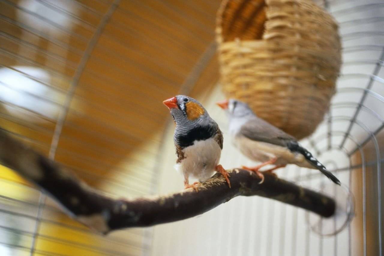 Амадины - правильный уход и питание для южных птиц | for-pet
