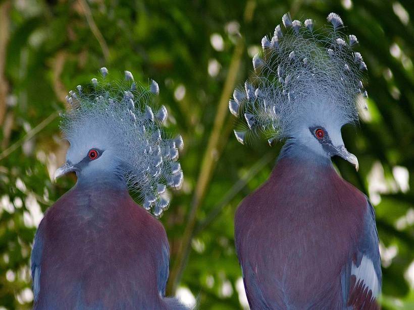 Венценосный голубь: описание, разновидности, разведение, фото