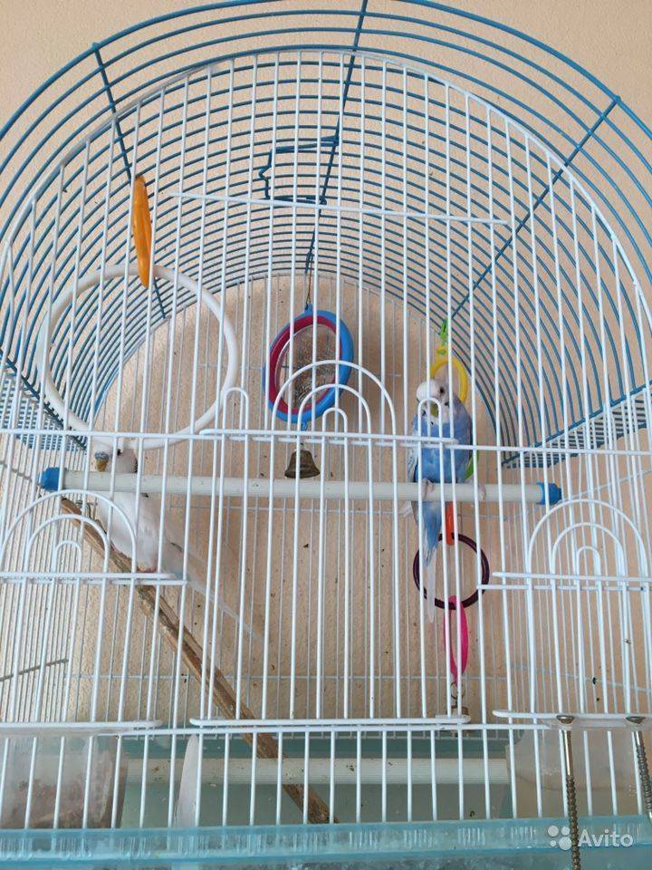 Как загнать попугая в клетку: наиболее действенные способы