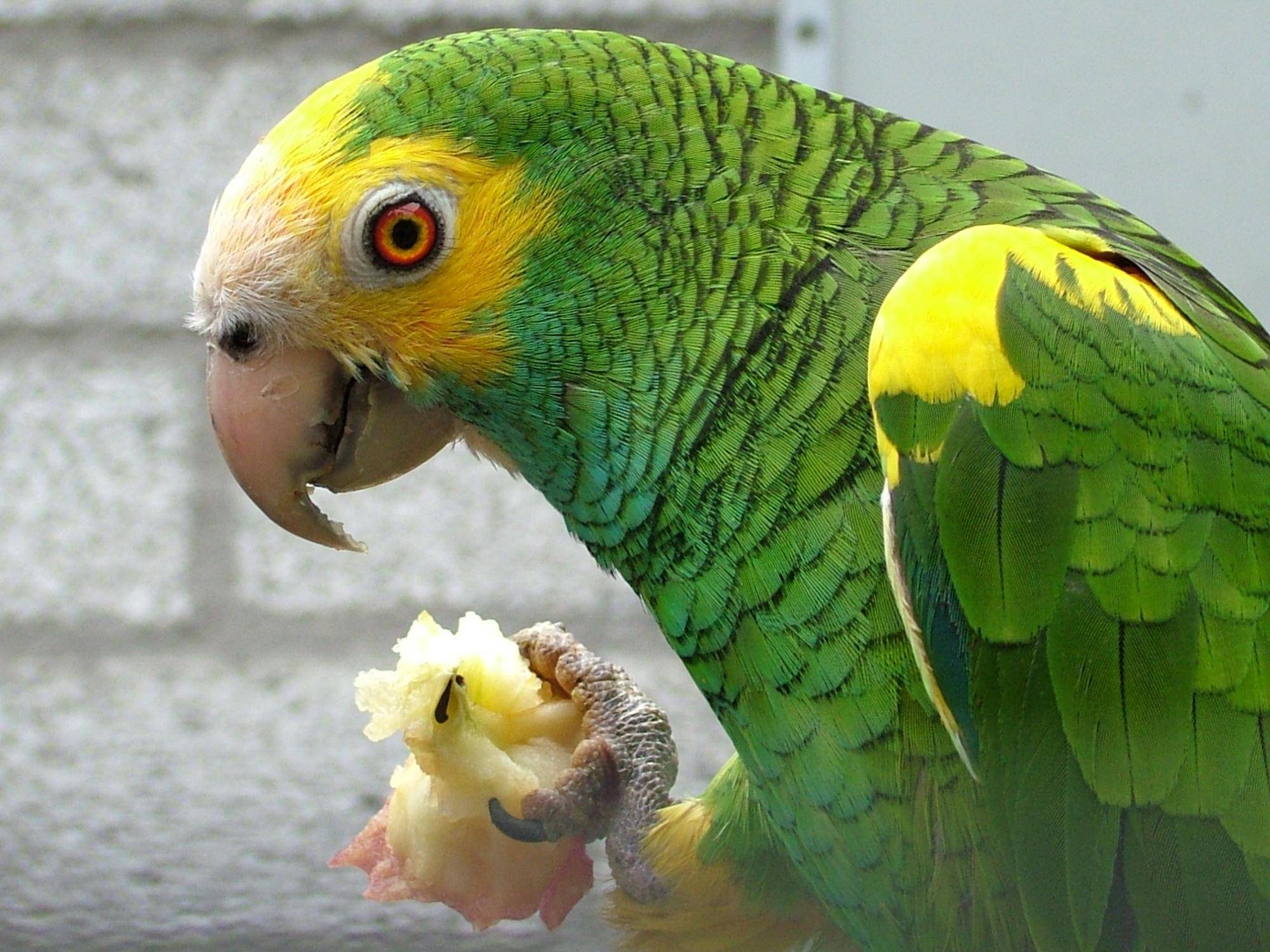 Попугай амазон: описание, фото, видео, отзывы