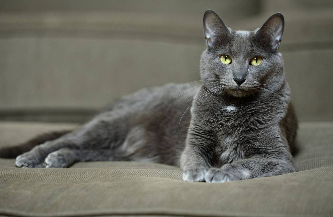 Корат кошки: фото, описание породы, характер, цены