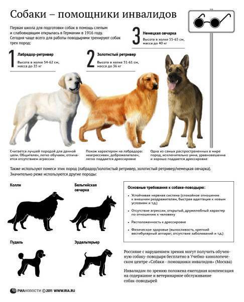 Характеры 7 классов пород для подбора собаки по характеру | hill's pet