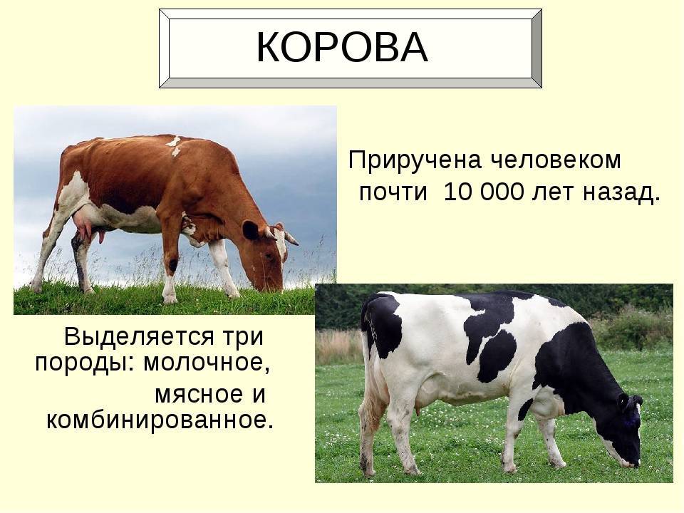 Чем отличается холмогорская порода коров от других представителей крс - о цветах