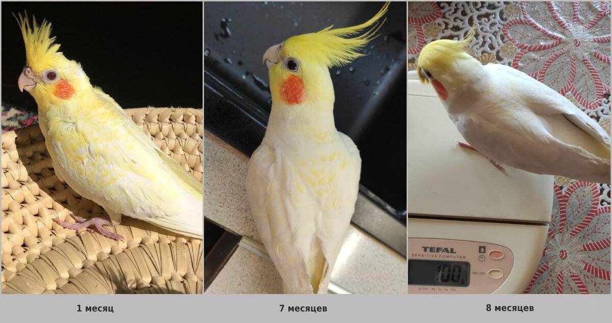 Как определить пол кореллы, узнать пол попугая