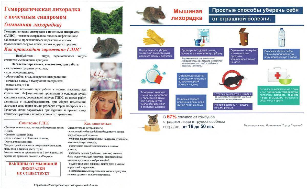 Болезни грызунов (крыс, мышей): признаки, симптомы, лечение | zoodom
