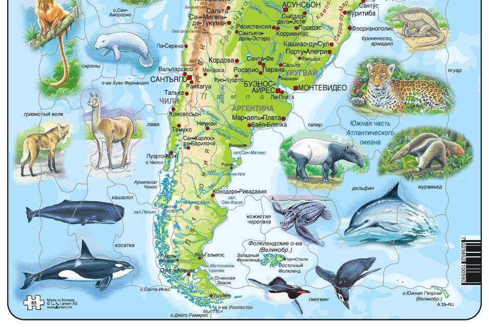 Животный мир южной америки