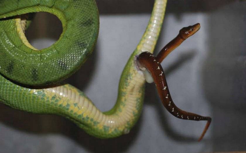 Как змеи могут и рожать, и откладывать яйца?