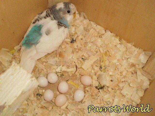 Сколько времени и как высиживают яйца волнистые попугаи