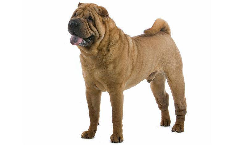 Порода собак шарпей: описание породы, характеристика, уход, чем кормить, щенки, стандарты
