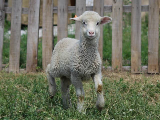 Сколько стоит овца живая: средняя стоимость животного