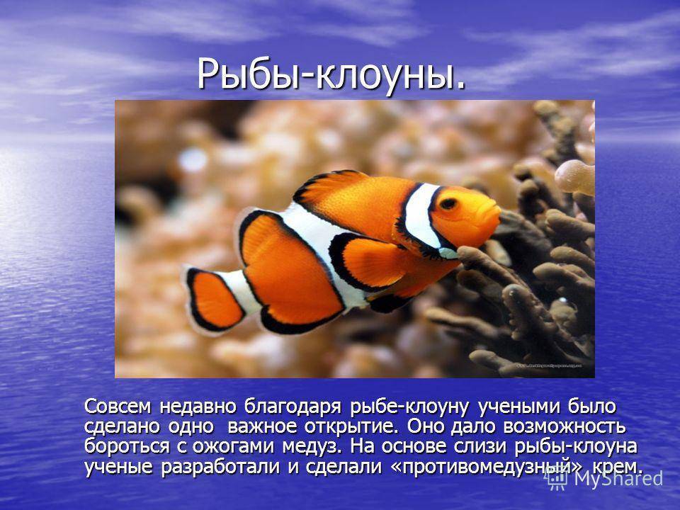 Интересные факты об аквариумных рыбках - блог зоомагазина zootovary.com