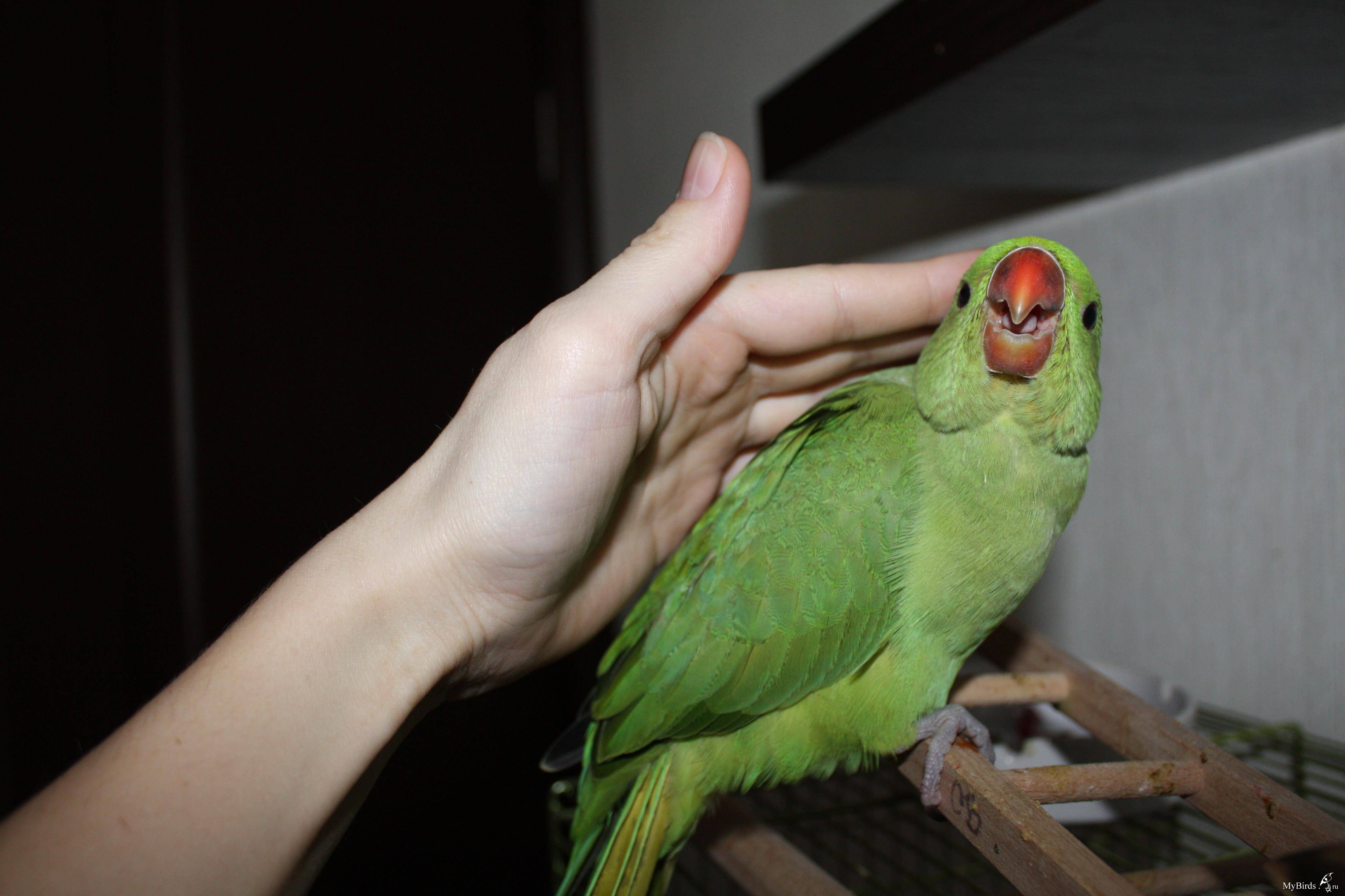 Приручение ожерелового попугая