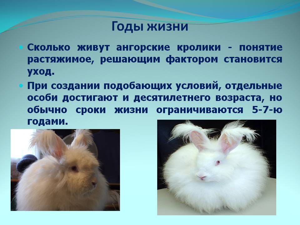 Сколько может жить декоративный кролик