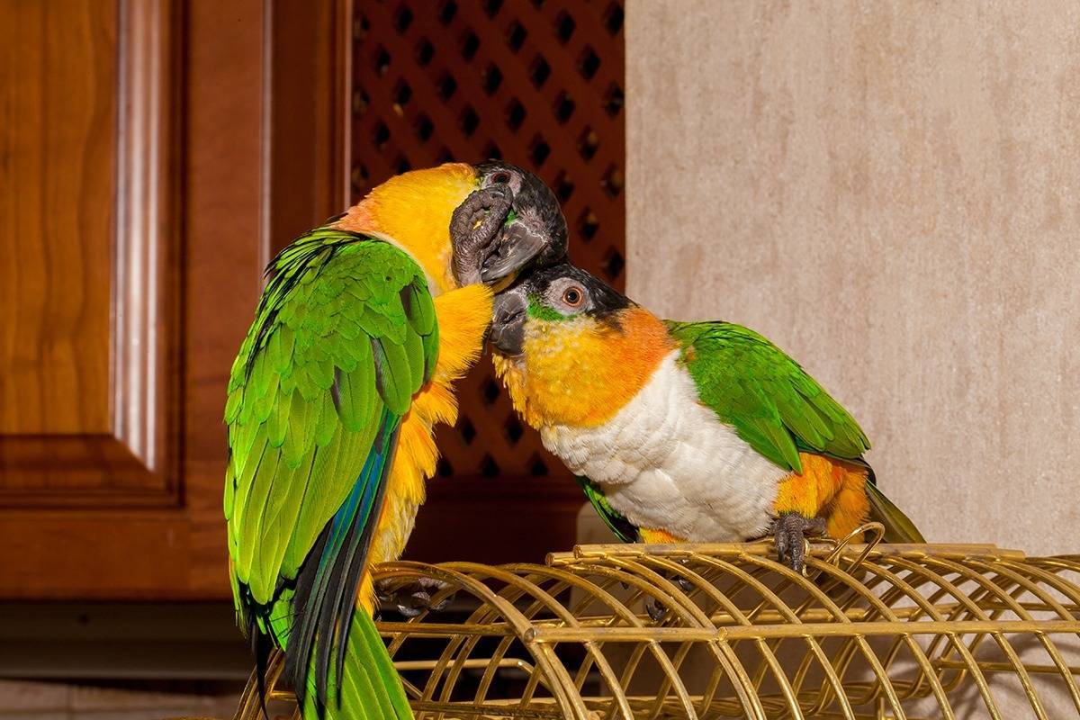 Описание и характеристика певчих попугаев