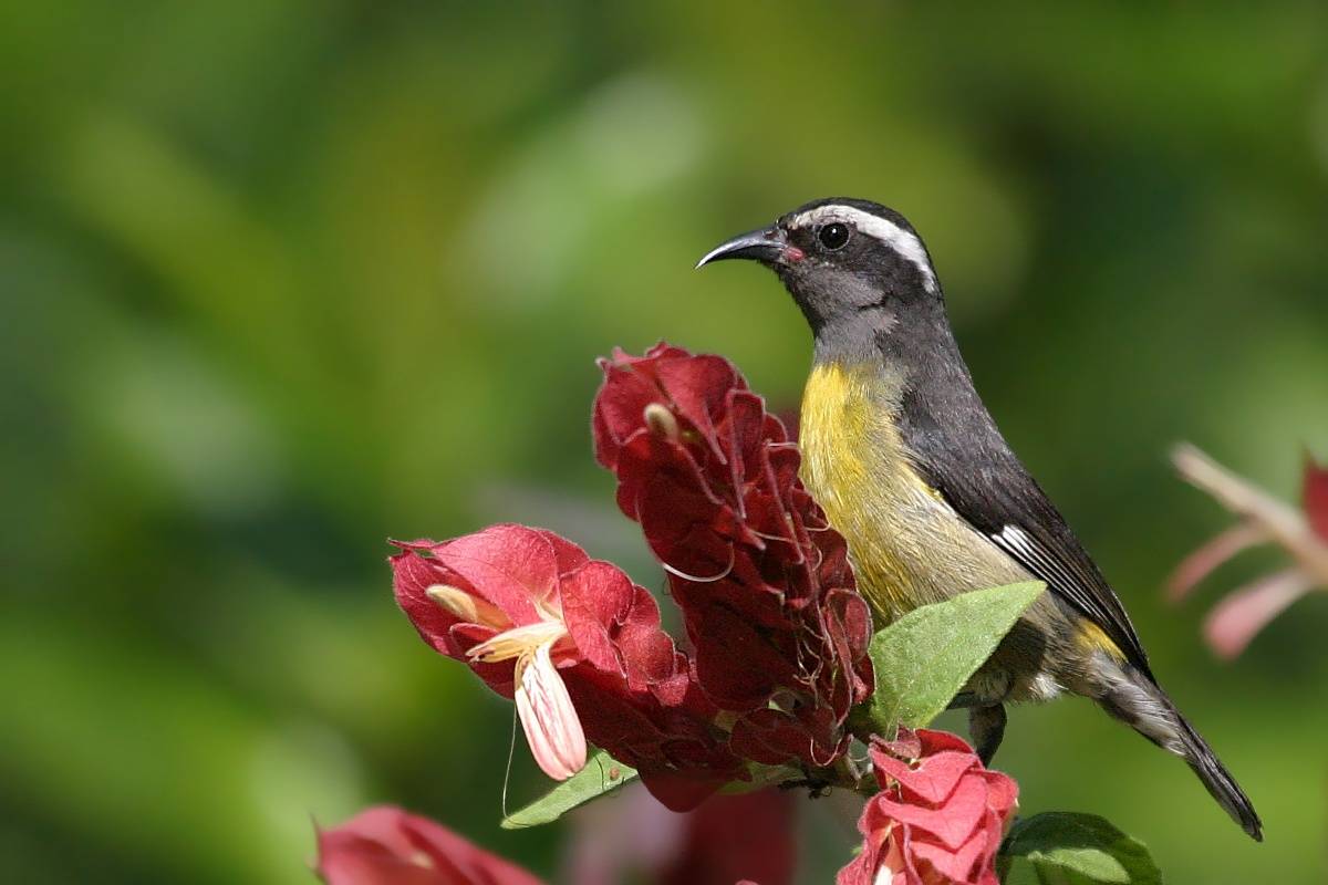 Гавайские цветочницы - история экзотических птиц