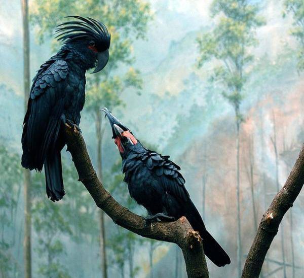 (обновлено) попугай какаду: как выглядит, сколько стоит и живет, как ухаживать и чем кормить (белого, черного, красного какаду)