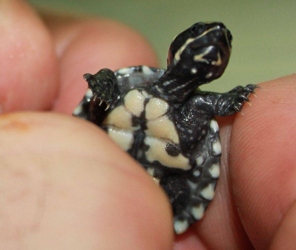 Мускусная черепаха: фото, описание, содержание, разведение, питание
