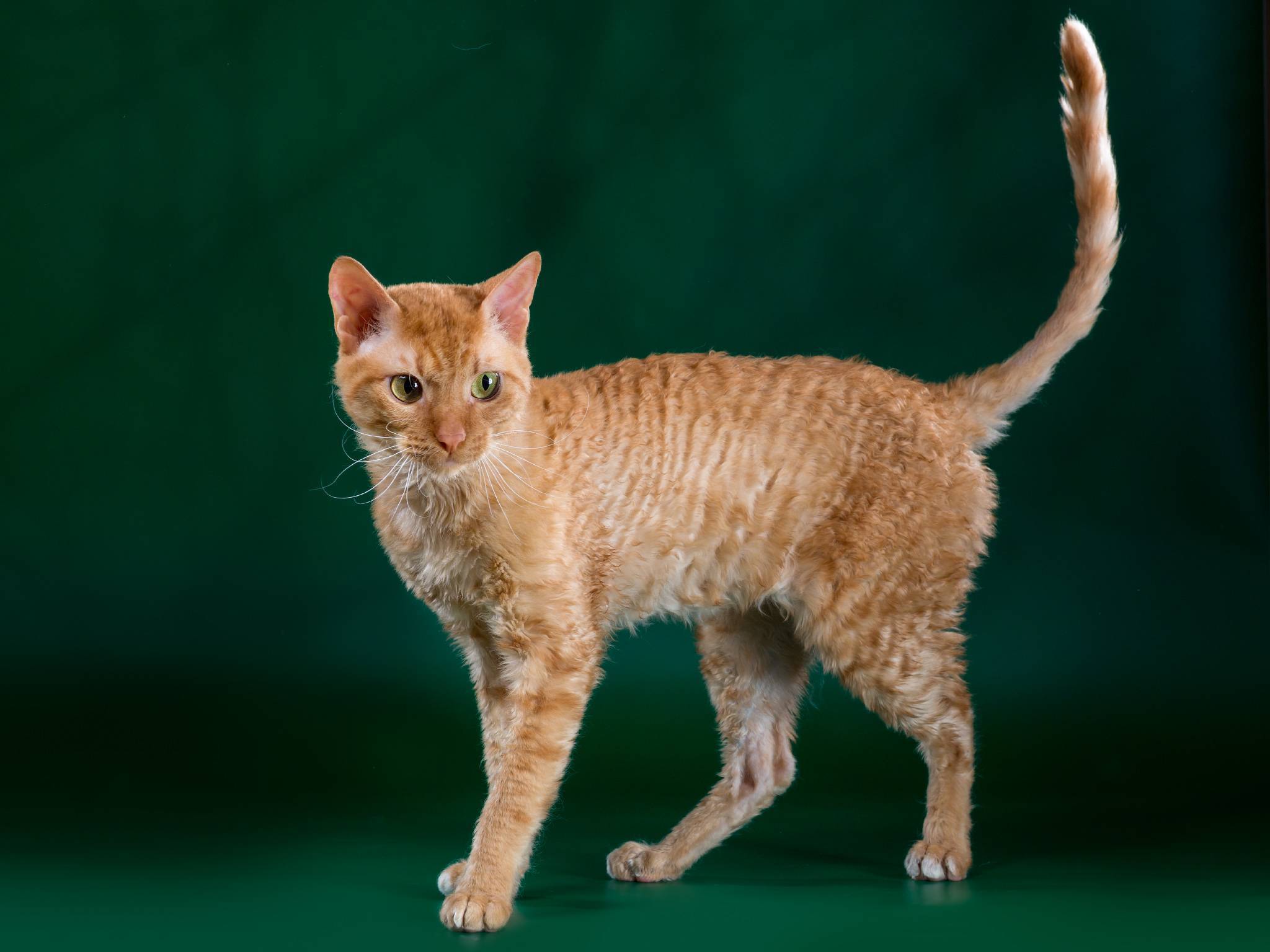 Кошка уральский рекс - фото, описание и характер породы