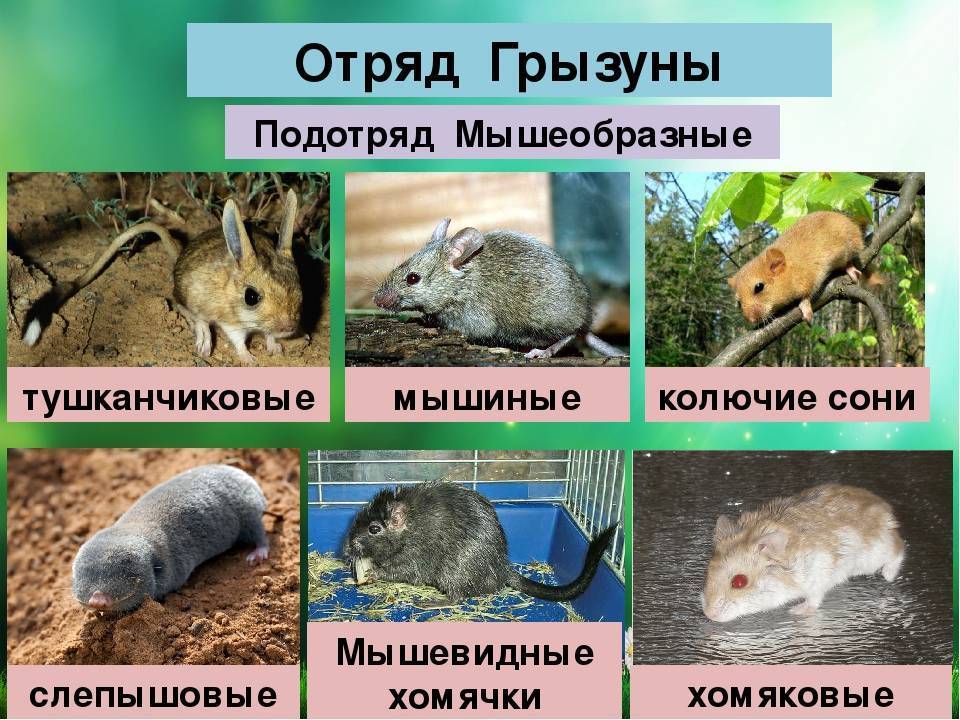 Виды грызунов:какие есть грызуны, самые популярные из них | pet7.ru