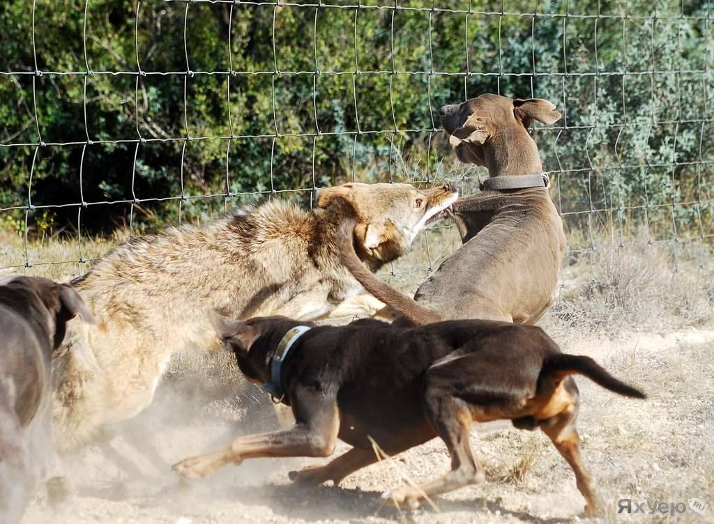 Какая собака победит алабая — сайт эксперта по животным — howmeow