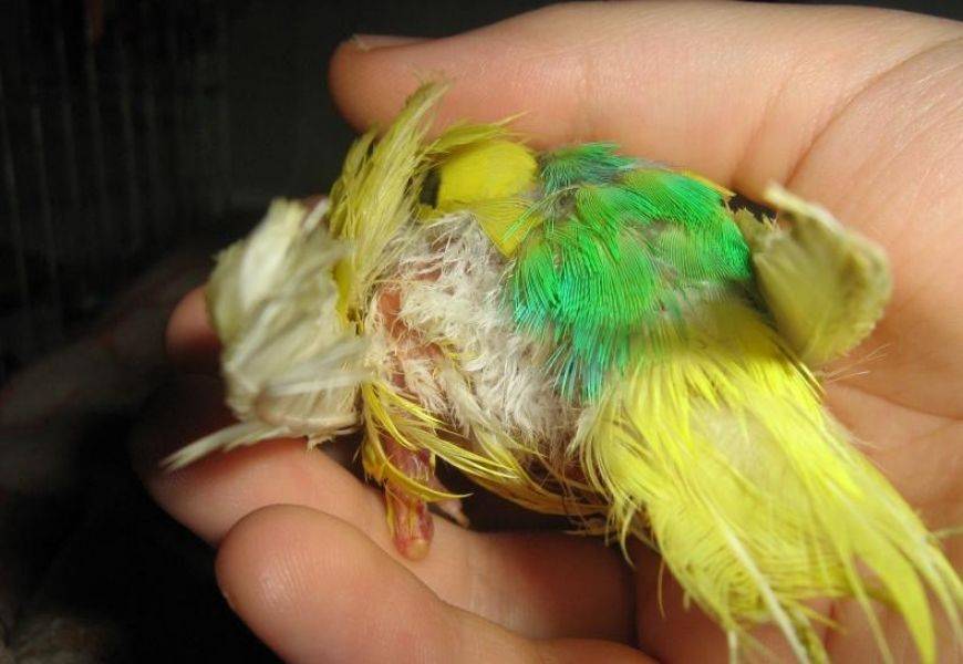 Болезни волнистых попугайчиков фото симптомы и лечение