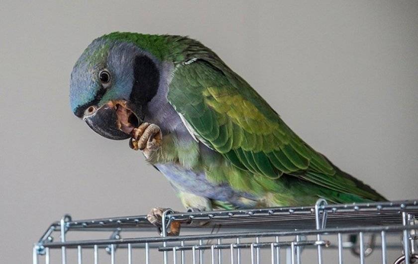 Как отучить ожерелового попугая кричать