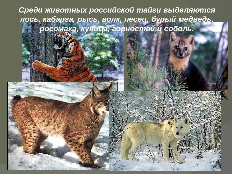Животный мир свердловской области: список, характеристика и фото