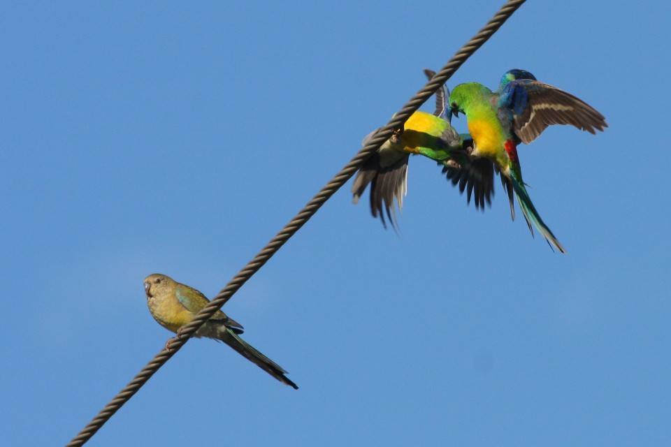 Певчие попугаи: описание, правила содержания и разведения