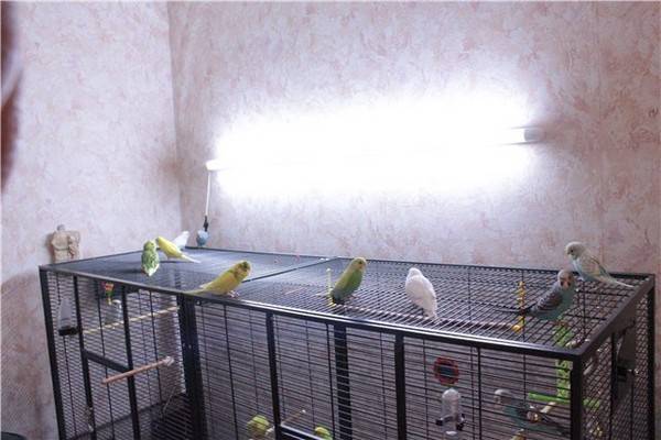 Лампа для попугая: нужна ли, какую выбрать ультрафиолетовую, обычную или аркадия (обновлено)