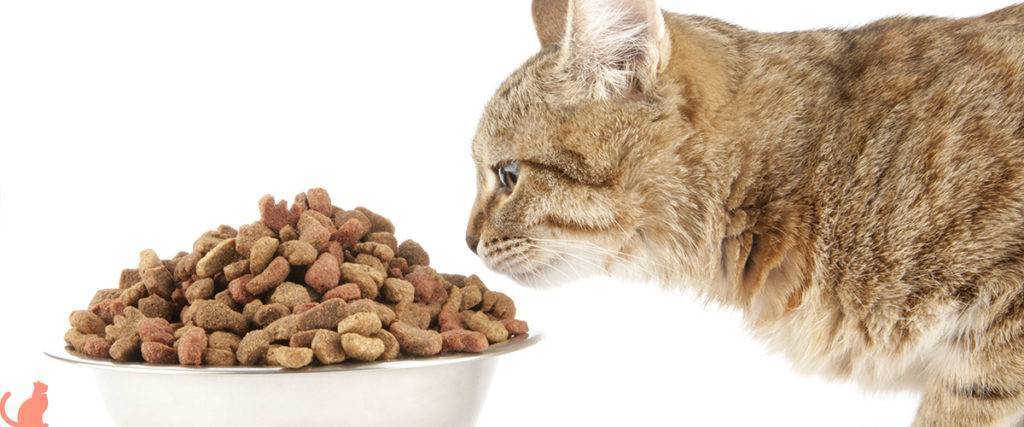 Какой едой правильно кормить кошку- советы ветеринаров