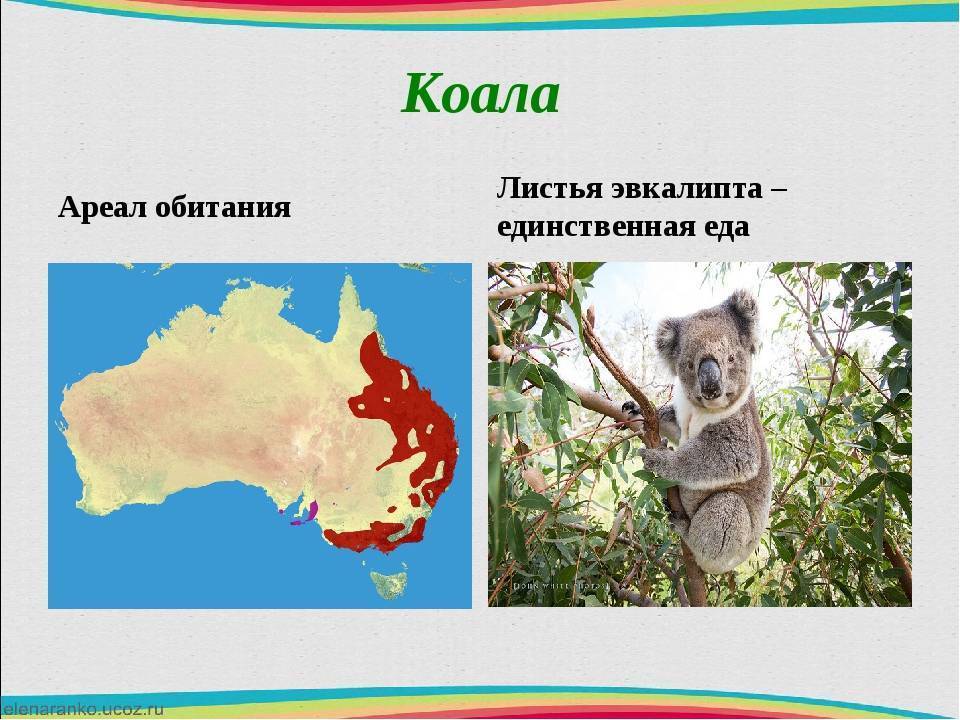 Всё о коалах