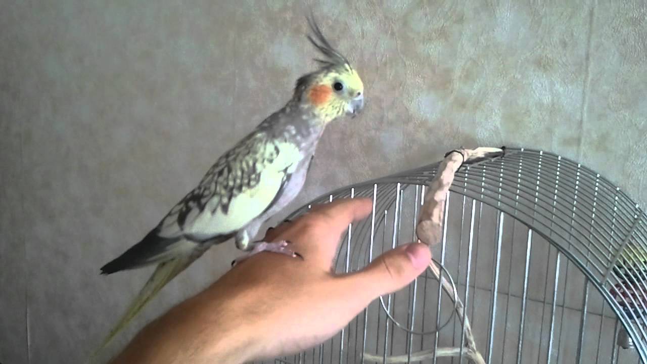 Как приручить попугая кореллу к рукам хозяина