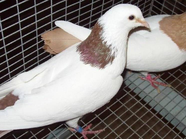 Бойная порода голубей: разновидности, полёт и тренировки