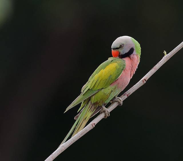 Ожереловый попугай. образ жизни и среда обитания ожерелового попугая