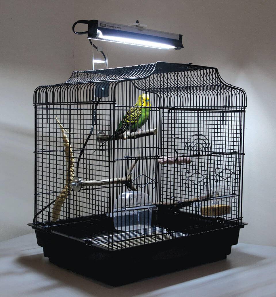 Освещение для попугаев — какую лампу выбрать?