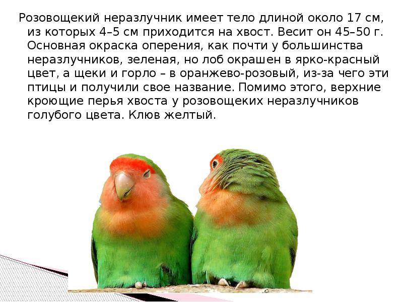 Как назвать попугая: красивые, красивые имена и клички для птицы